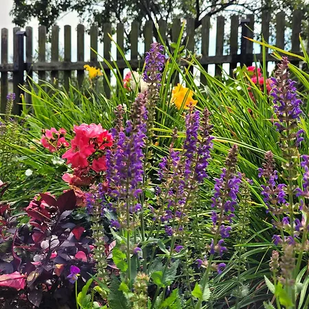 Gosciniec Pod Bukiem Διαμέρισμα