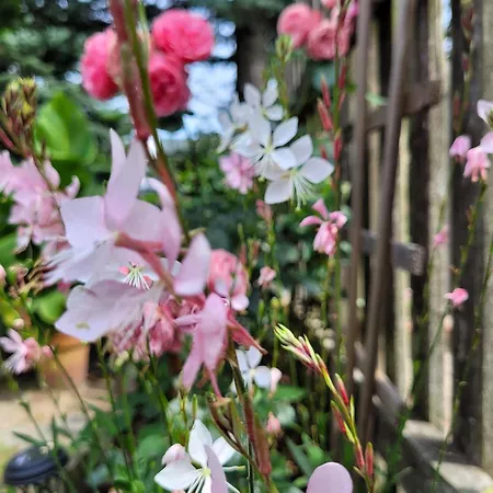 Appartement Gosciniec Pod Bukiem *